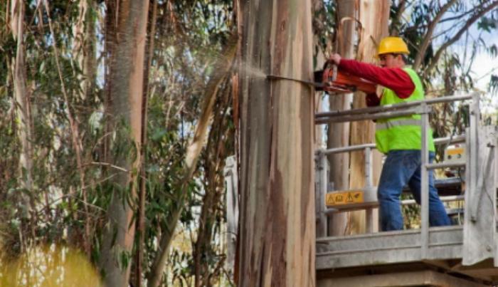 Tree Felling
