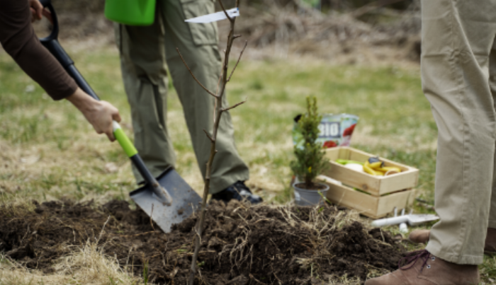 Reforestation